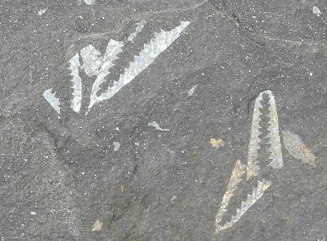 Fossil Graptolites (Didymograptus) - Great Britain #68007